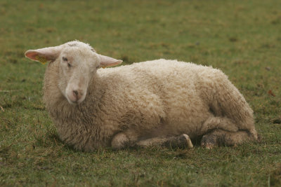Lam van Veluws Heideschaap