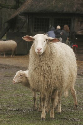 Lammetjesdag - Loenermark