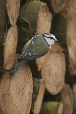 Pimpelmees - Blue tit