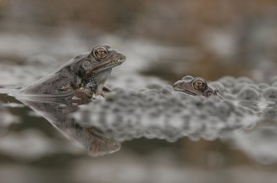 Brown frog - Bruine kikker