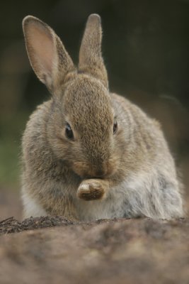 Rabbit - Konijn