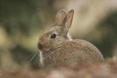 Rabbit - Konijn