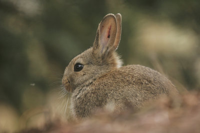 Rabbit - Konijn