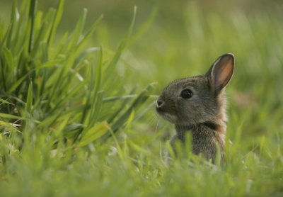 Rabbit - Konijn
