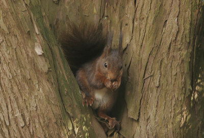Squirrel- Eekhoorn