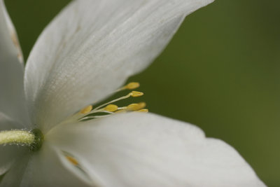Wood anemone - Bosanemoon