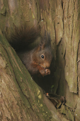Squirrel- Eekhoorn