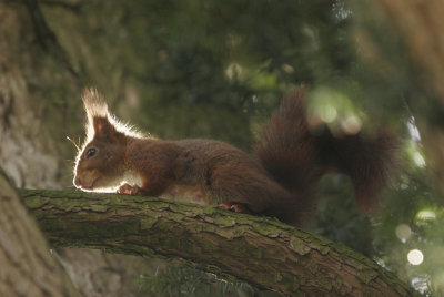 Squirrel- Eekhoorn