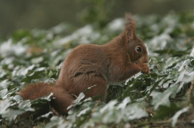 Squirrel- Eekhoorn
