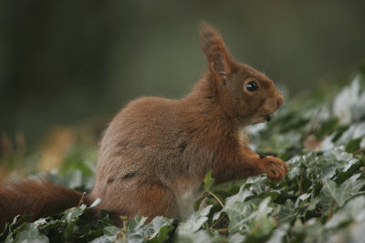 Squirrel- Eekhoorn