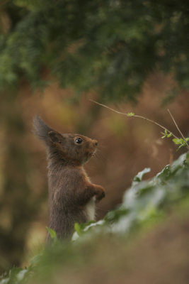 Squirrel- Eekhoorn