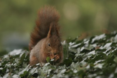 Squirrel- Eekhoorn