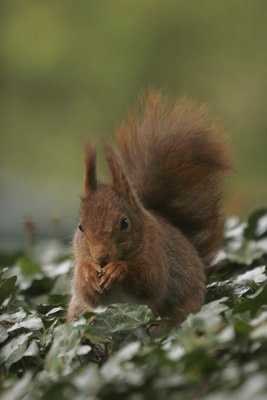 Squirrel- Eekhoorn