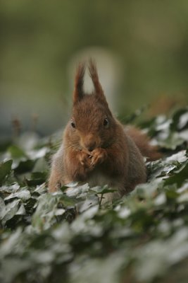 Squirrel- Eekhoorn