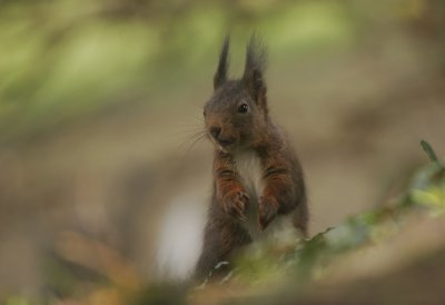 Squirrel- Eekhoorn