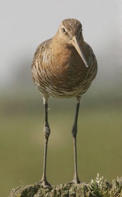 Black-Tailed Godwit - Grutto