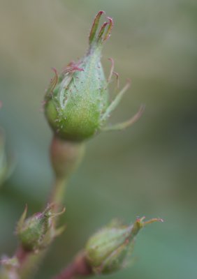 Rose Bud