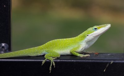 American Chameleon and lunch