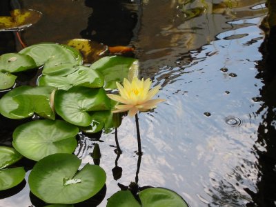 Water Lily