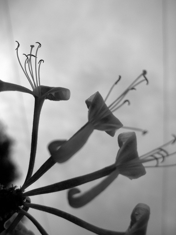 Honeysuckle