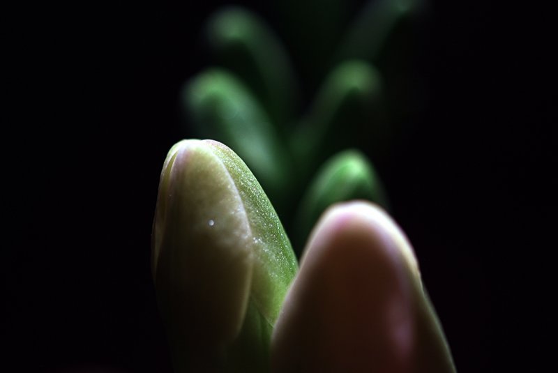 18 Freesia