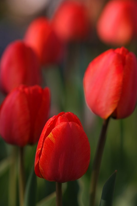 Tulips