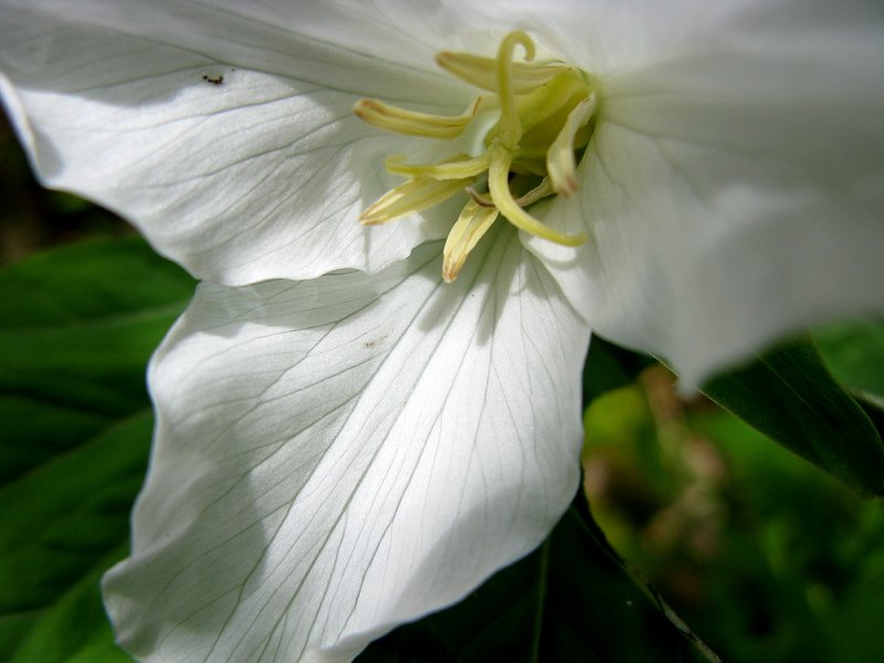Trillium