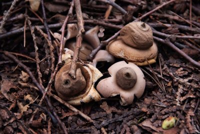 Earthstars