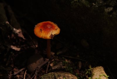 'shroom