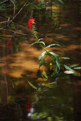 Reflection