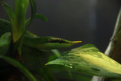 Vietnamese Long-nose snake