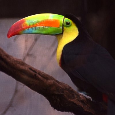 Keel-billed toucan