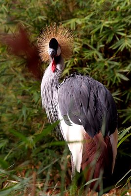 East African Crowned Crane