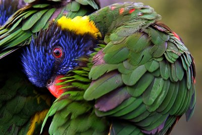 Rainbow Lory