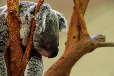 Koala