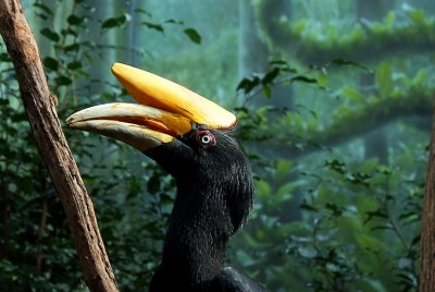 Rhino Hornbill