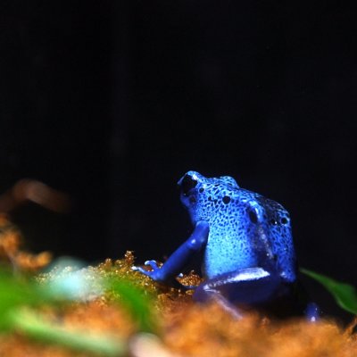 Blue Poison Dart Frog