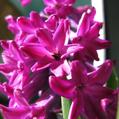 03 Hyacinth