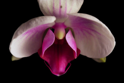 08 Orchid