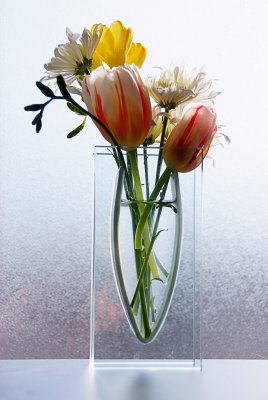 14 Tulip(s)