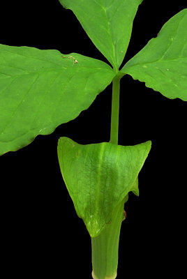 Jack in the Pulpit