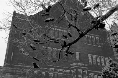 Shoe Tree, IU style