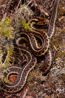 Garter Snake