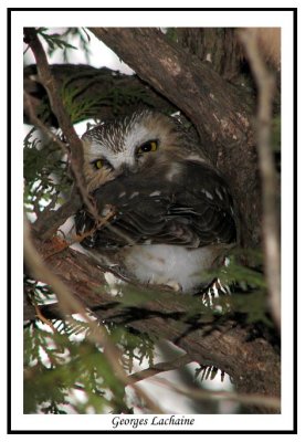 Petite Nyctale - Northern Saw-whet Owl - Aegolius acadicus (Laval Qubec)