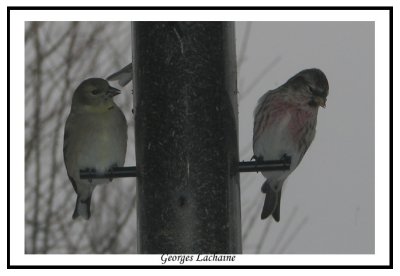 Sizerin flamm - Greater Common Redpoll - Carduelis flammea (Laval Qubec)