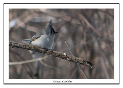 Msange bicolore - Baeolophus bicolor ( le des soeurs )