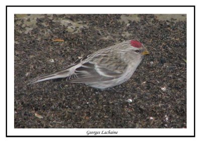 Sizerin flamm - Greater Common Redpoll - Carduelis flammea (Laval Qubec)