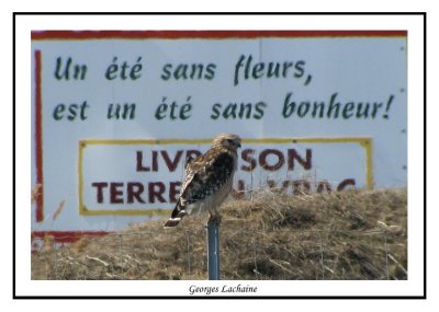 Buse  paulettes - Red-shouldered Hawk - Buteo lineatus (Laval Qubec)