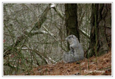 Delmarva Peninsula Fox squirrel - Sciurus niger cinereus ( Chincoteaque NWR )