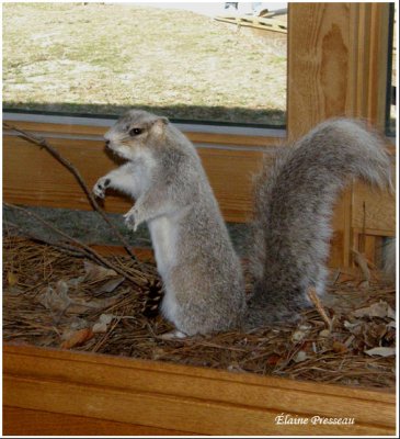 Delmarva Peninsula fox squirrel